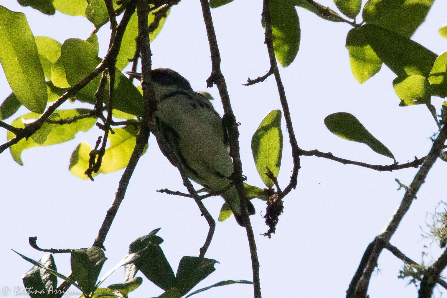 Image of Cerulean Warbler