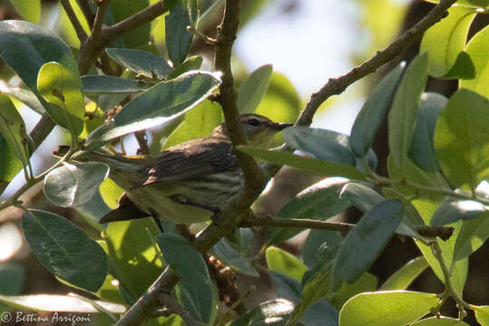 Image of Cape May Warbler