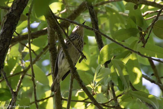 Image of Cape May Warbler