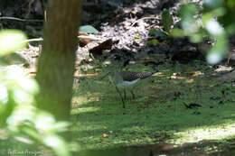 Image of Solitary Sandpiper