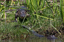 Image of alligators