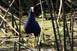 Image of American Purple Gallinule