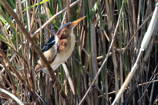 Image of Least Bittern