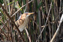 Image of Least Bittern