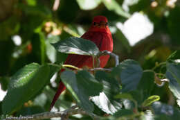 Imagem de Sanhaçu-vermelho