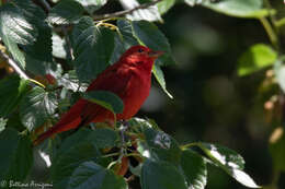 Image of Summer Tanager