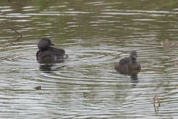 Imagem de Tachybaptus dominicus (Linnaeus 1766)