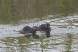 Image of Least Grebe