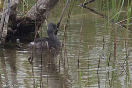 Image of Least Grebe