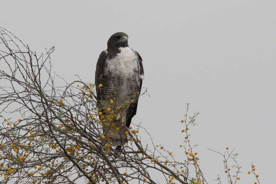 Image of White-tailed Hawk