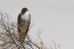 Image of White-tailed Hawk