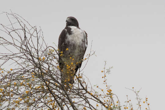 Image of White-tailed Hawk