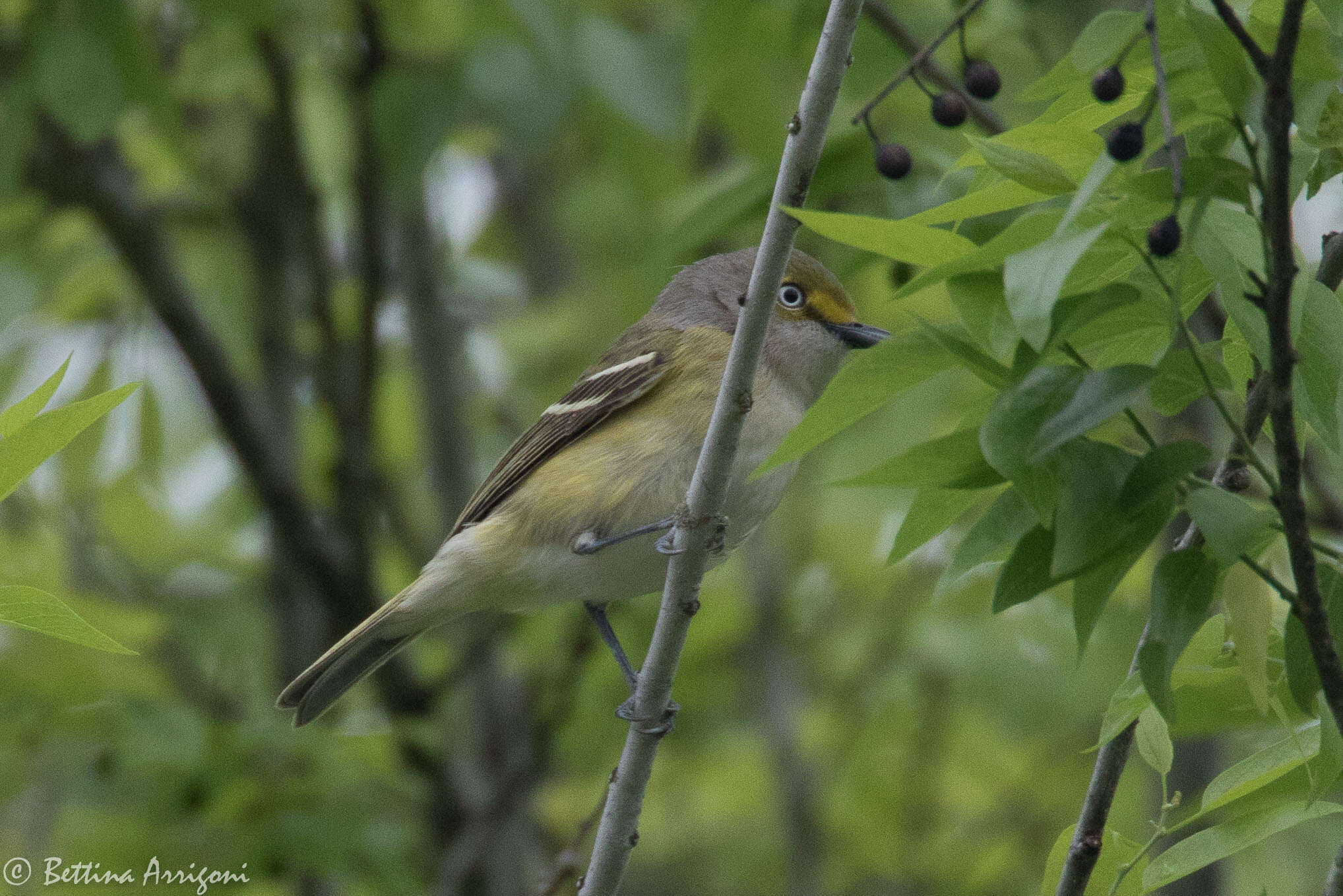 Слика од Vireo griseus (Boddaert 1783)