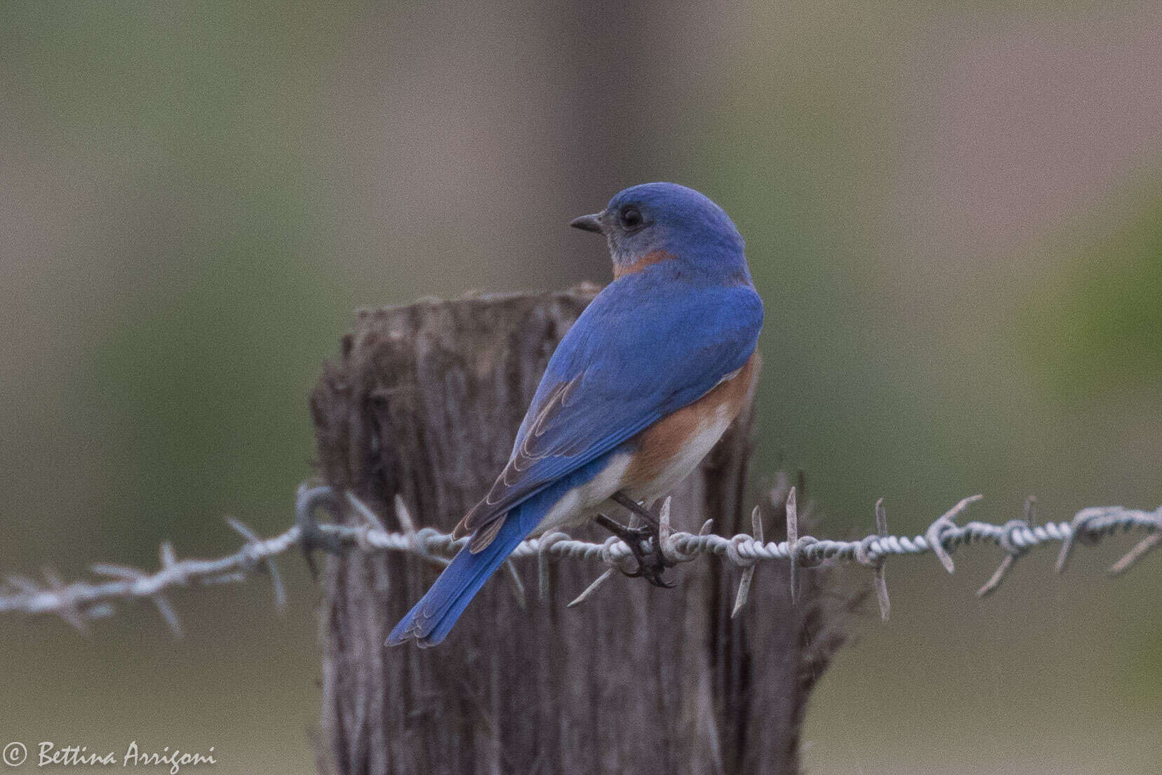 Image of Eastern Bluebird