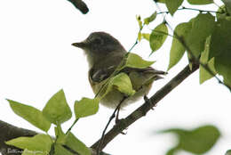 Image of Blue-headed Vireo