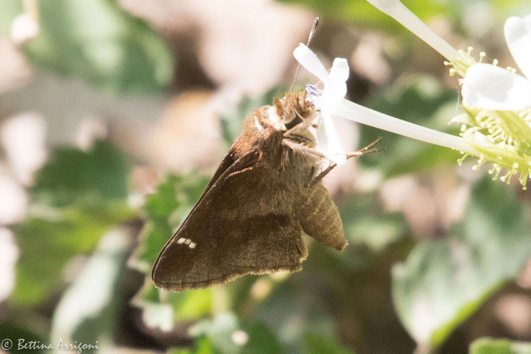 Image of Clouded Skipper