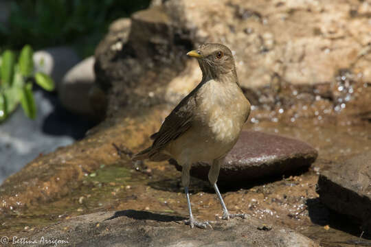 Image of Clay-colored Robin