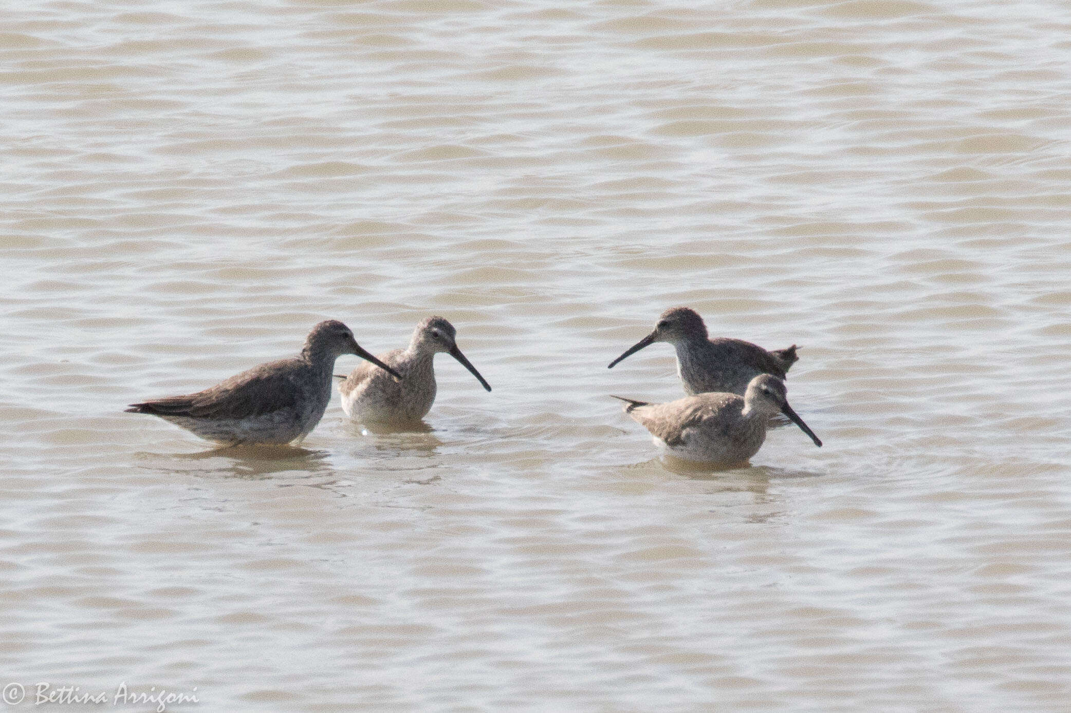 Image of Stilt Sandpiper