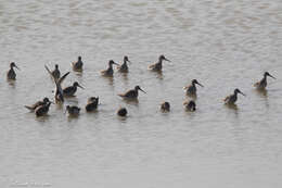 Image of Stilt Sandpiper