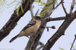 صورة Sporophila torqueola (Bonaparte 1850)