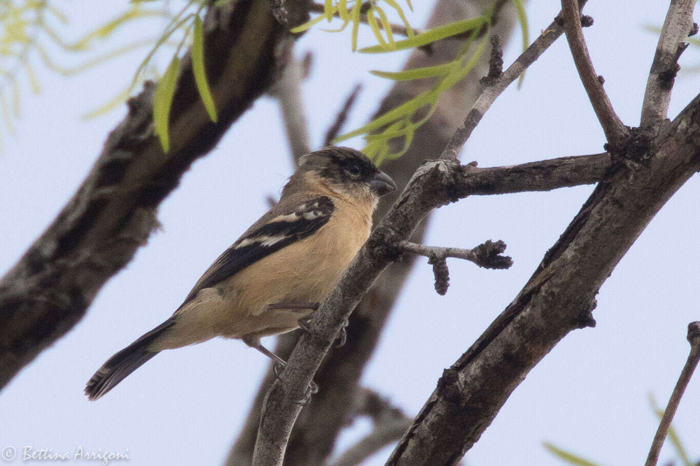 صورة Sporophila torqueola (Bonaparte 1850)