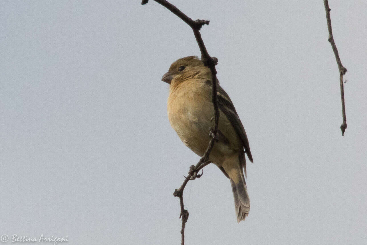 صورة Sporophila torqueola (Bonaparte 1850)