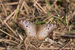 Image of White Peacock