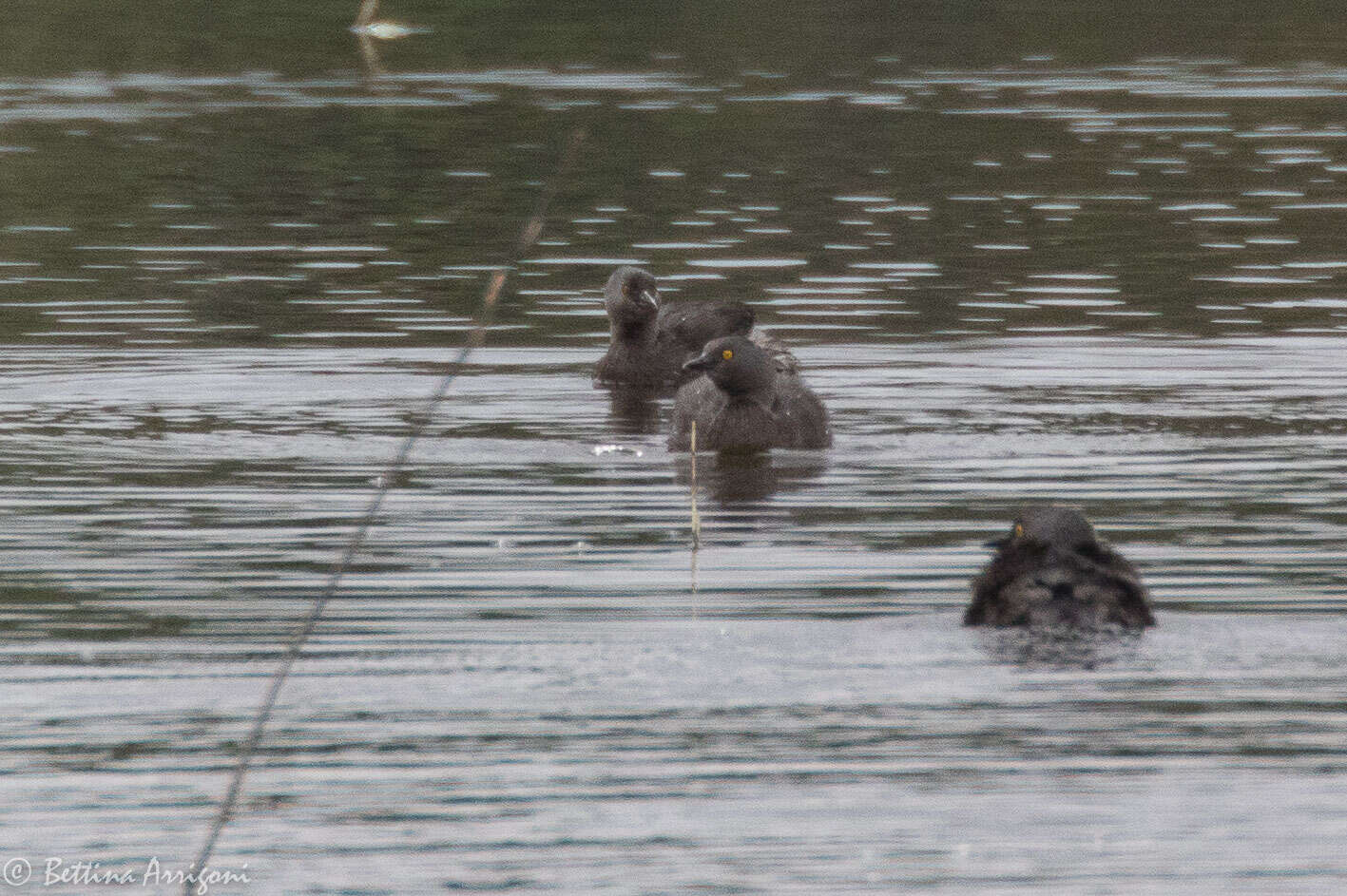 Image of Least Grebe