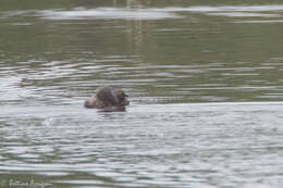 Image of Least Grebe