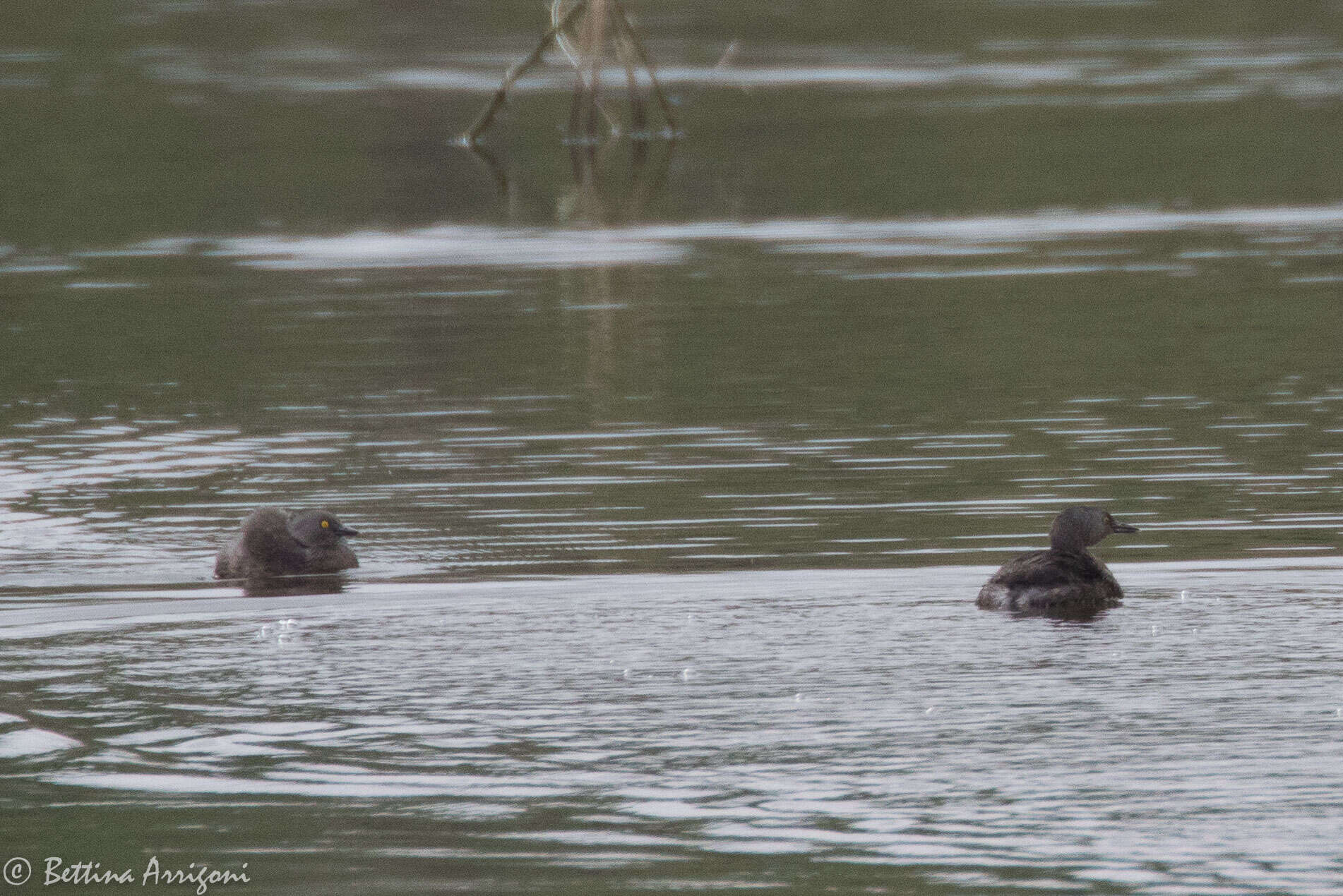 Image of Least Grebe