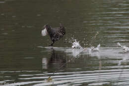 Image of Least Grebe