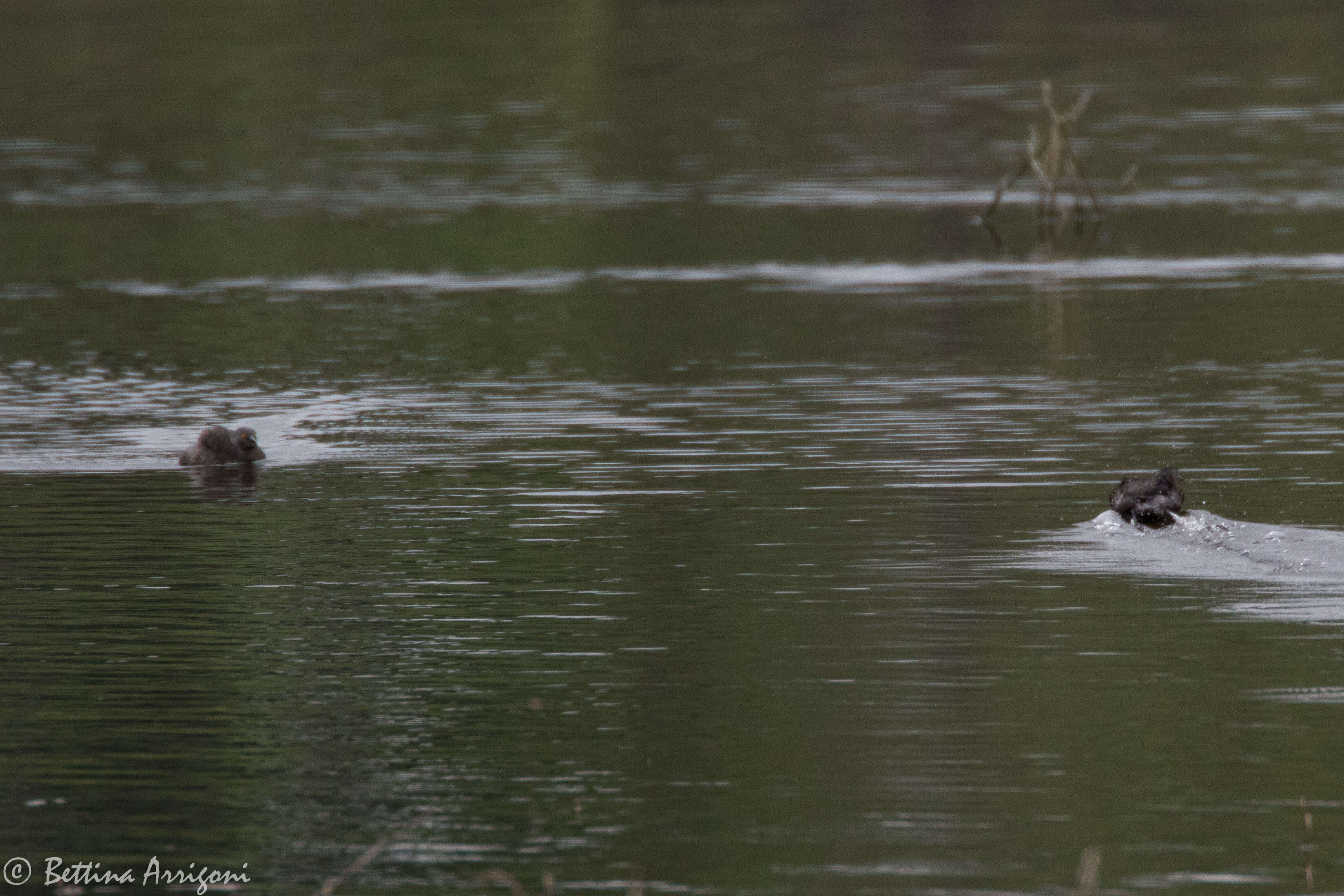 Image of Least Grebe