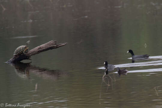 Imagem de Tachybaptus dominicus (Linnaeus 1766)