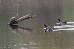 Image of Least Grebe