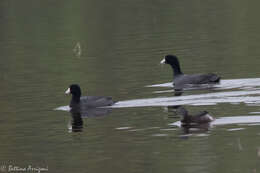 Image of Least Grebe