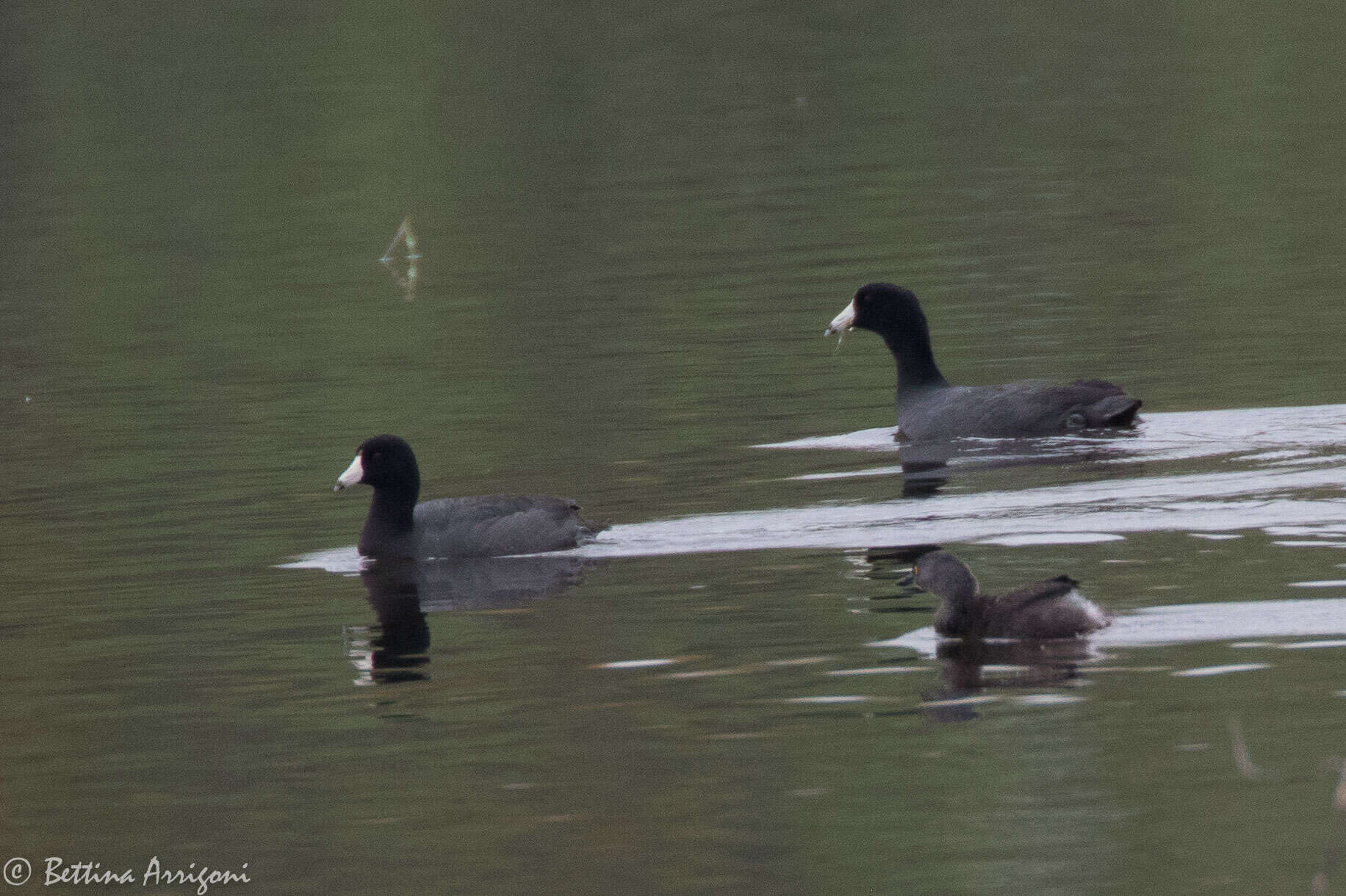 Image of Least Grebe