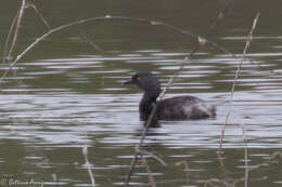 Image of Least Grebe