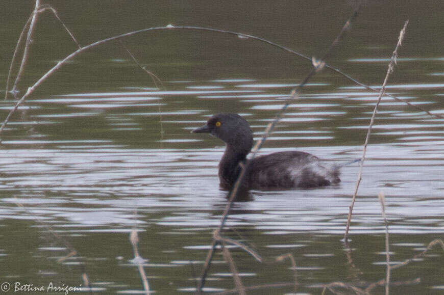 Image of Least Grebe