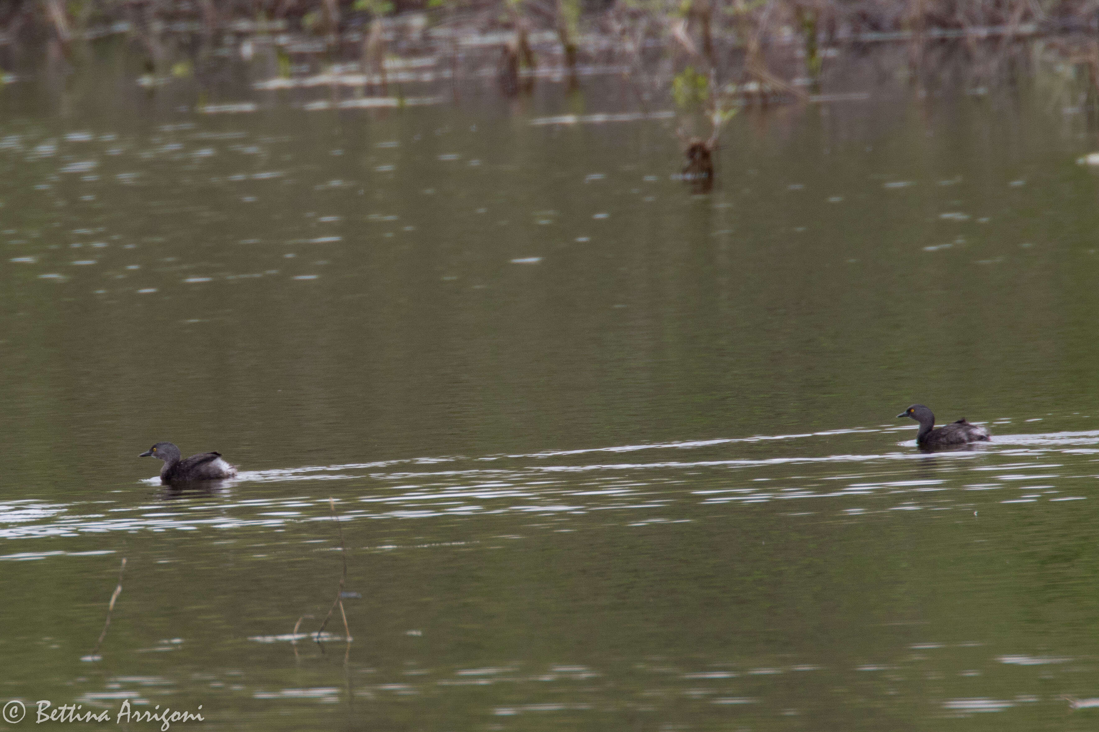 Image of Least Grebe