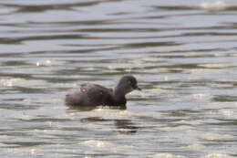 Image of Least Grebe