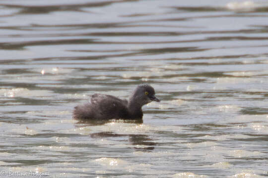 Imagem de Tachybaptus dominicus (Linnaeus 1766)