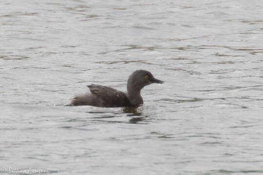 Imagem de Tachybaptus dominicus (Linnaeus 1766)