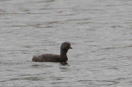 Imagem de Tachybaptus dominicus (Linnaeus 1766)