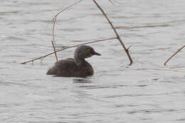 Image of Least Grebe