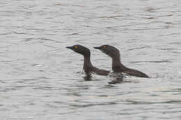 Image of Least Grebe