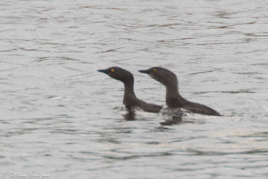 Image of Least Grebe