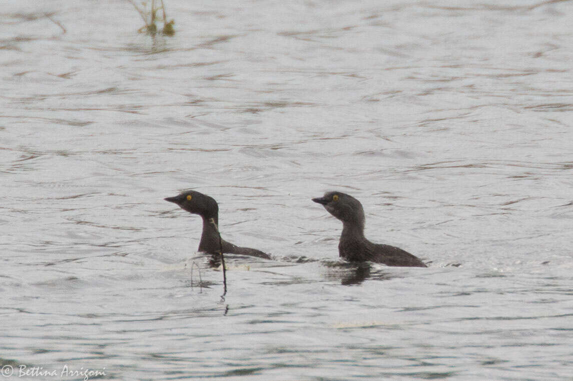 Imagem de Tachybaptus dominicus (Linnaeus 1766)