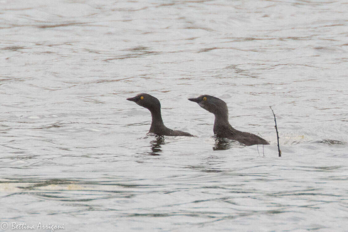 Image of Least Grebe