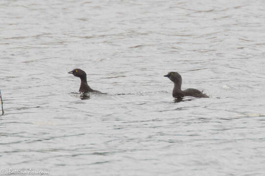 Image of Least Grebe