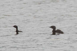 Image of Least Grebe